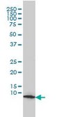 Monoclonal Anti-HSPE1 antibody produced in mouse clone 4C11-B11, purified immunoglobulin, buffered aqueous solution