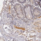 Anti-LRG1 antibody produced in rabbit Ab2, Prestige Antibodies&#174; Powered by Atlas Antibodies, affinity isolated antibody, buffered aqueous glycerol solution