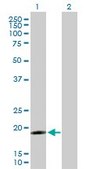Anti-IFNA17 antibody produced in rabbit purified immunoglobulin, buffered aqueous solution