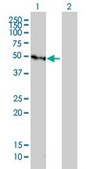 Monoclonal Anti-GFI1 antibody produced in mouse clone 3G8, purified immunoglobulin, buffered aqueous solution