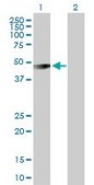 Anti-GIF antibody produced in rabbit purified immunoglobulin, buffered aqueous solution