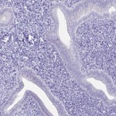 Anti-IRGC antibody produced in rabbit Prestige Antibodies&#174; Powered by Atlas Antibodies, affinity isolated antibody, buffered aqueous glycerol solution