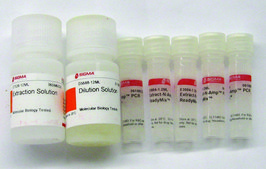 Extract-N-Amp&#8482; Plant PCR Kit sufficient for 100&#160;extractions, sufficient for 500&#160;amplifications