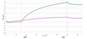 Anti-p-PKC&#946; (Ser660) Antibody, clone 2C11 ZooMAb&#174; Rabbit Monoclonal recombinant, expressed in HEK 293 cells