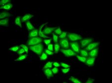 Anti-POLE3 antibody produced in rabbit