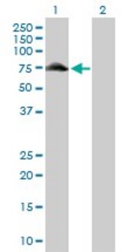 Anti-GYG2 antibody produced in rabbit purified immunoglobulin, buffered aqueous solution