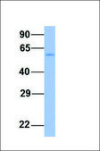 Anti-RORA (ab2) antibody produced in rabbit affinity isolated antibody