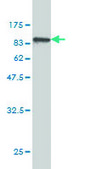 Monoclonal Anti-ISGF3G antibody produced in mouse clone 1D11, purified immunoglobulin, buffered aqueous solution