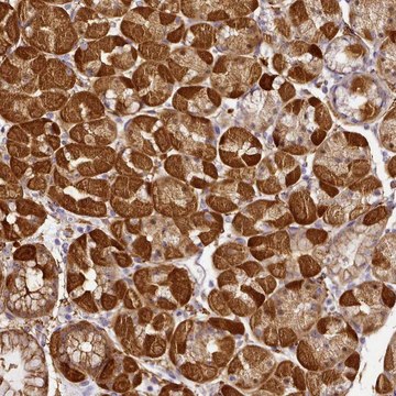 Anti-NBPF11 antibody produced in rabbit Prestige Antibodies&#174; Powered by Atlas Antibodies, affinity isolated antibody, buffered aqueous glycerol solution