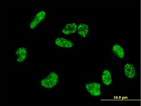 Anti-HIF3A antibody produced in mouse purified immunoglobulin, buffered aqueous solution