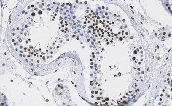 Anti-DAXX Antibody, clone 1L6 ZooMAb&#174; Rabbit Monoclonal recombinant, expressed in HEK 293 cells