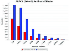 Anti-ARPC4 (26-40) antibody produced in rabbit IgG fraction of antiserum, buffered aqueous solution