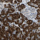 Anti-SELENOS antibody produced in rabbit affinity isolated antibody, buffered aqueous glycerol solution