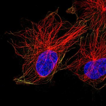 Anti-ACTR1A antibody produced in rabbit Prestige Antibodies&#174; Powered by Atlas Antibodies, affinity isolated antibody