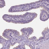 Anti-DNAH12 antibody produced in rabbit Prestige Antibodies&#174; Powered by Atlas Antibodies, affinity isolated antibody, buffered aqueous glycerol solution