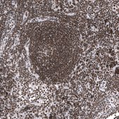 Monoclonal Anti-Smarcb1 Antibody Produced In Mouse Prestige Antibodies&#174; Powered by Atlas Antibodies, clone CL14031, affinity isolated antibody, buffered aqueous glycerol solution