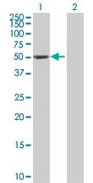 Anti-DDC antibody produced in mouse purified immunoglobulin, buffered aqueous solution