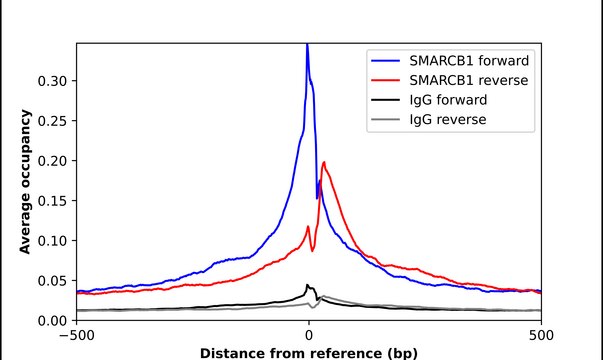 Anti-SMARCB1 antibody produced in rabbit Prestige Antibodies&#174; Powered by Atlas Antibodies, affinity isolated antibody, buffered aqueous glycerol solution