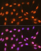 Anti-HP1 alpha/CBX5 antibody produced in rabbit
