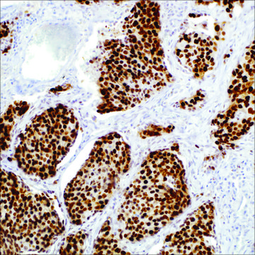 SOX-2 (SP76) Rabbit Monoclonal Antibody