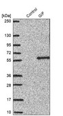 Anti-GIF antibody produced in rabbit Prestige Antibodies&#174; Powered by Atlas Antibodies, affinity isolated antibody, buffered aqueous glycerol solution