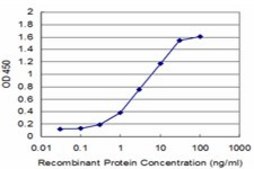 ANTI-RUNX2 antibody produced in mouse clone 6E1, purified immunoglobulin, buffered aqueous solution
