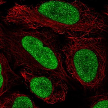 Anti-HMGN2 antibody produced in rabbit Prestige Antibodies&#174; Powered by Atlas Antibodies, affinity isolated antibody