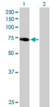 Anti-IRAK1 antibody produced in mouse purified immunoglobulin, buffered aqueous solution