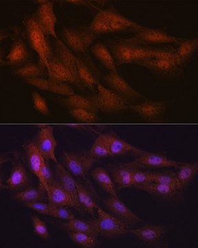 Anti-Ubiquitin Antibody, clone 5Y8J0, Rabbit Monoclonal