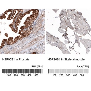 Monoclonal Anti-HSP90B1 antibody produced in mouse Prestige Antibodies&#174; Powered by Atlas Antibodies, clone CL2647, purified immunoglobulin, buffered aqueous glycerol solution