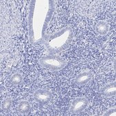 Anti-HSPA4L antibody produced in rabbit Prestige Antibodies&#174; Powered by Atlas Antibodies, affinity isolated antibody, buffered aqueous glycerol solution