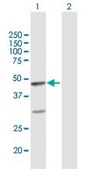 Anti-FAIM3 antibody produced in mouse purified immunoglobulin, buffered aqueous solution