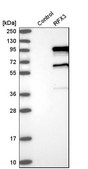 Anti-RFX3 antibody produced in rabbit Prestige Antibodies&#174; Powered by Atlas Antibodies, affinity isolated antibody, buffered aqueous glycerol solution