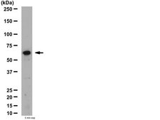 Anti-Vitamin K dependent protein S Antibody from rabbit, purified by affinity chromatography