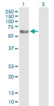 Anti-WASF3 antibody produced in rabbit purified immunoglobulin, buffered aqueous solution