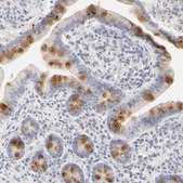 Anti-FCGBP antibody produced in rabbit Ab1, Prestige Antibodies&#174; Powered by Atlas Antibodies, affinity isolated antibody, buffered aqueous glycerol solution