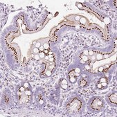 Anti-SDF4 antibody produced in rabbit Prestige Antibodies&#174; Powered by Atlas Antibodies, affinity isolated antibody, buffered aqueous glycerol solution