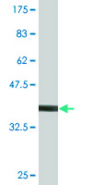 Monoclonal Anti-PIK3R4 antibody produced in mouse clone 1H7, purified immunoglobulin, buffered aqueous solution