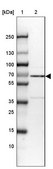 Anti-NR1D2 antibody produced in rabbit Prestige Antibodies&#174; Powered by Atlas Antibodies, affinity isolated antibody, buffered aqueous glycerol solution