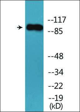 Anti-phospho-Trk B (pTyr705) antibody produced in rabbit affinity isolated antibody