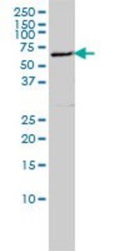 Monoclonal Anti-LSM16 antibody produced in mouse clone 4E3-3A4, purified immunoglobulin, buffered aqueous solution