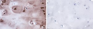 Anti-Lubricin/PRG4 Antibody, clone 9G3 ZooMAb&#174; Mouse Monoclonal recombinant, expressed in HEK 293 cells