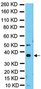 Anti-RAD51 Antibody from rabbit, purified by affinity chromatography