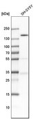 Anti-TULP4 antibody produced in rabbit Prestige Antibodies&#174; Powered by Atlas Antibodies, affinity isolated antibody, buffered aqueous glycerol solution