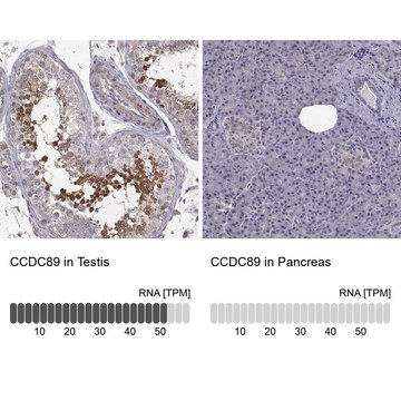 Anti-CCDC89 antibody produced in rabbit Prestige Antibodies&#174; Powered by Atlas Antibodies, affinity isolated antibody