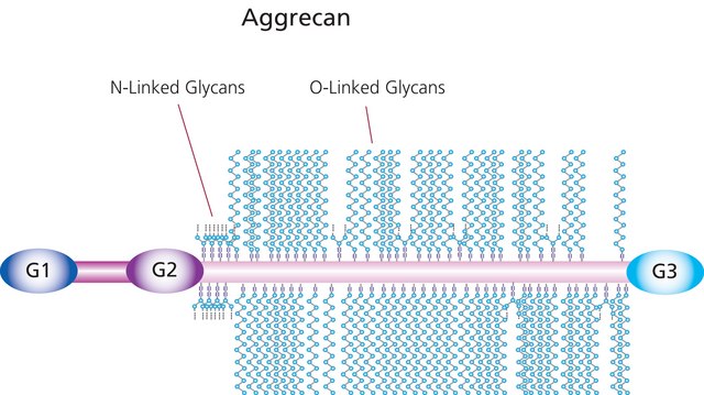 Aggrecan from bovine articular cartilage lyophilized powder