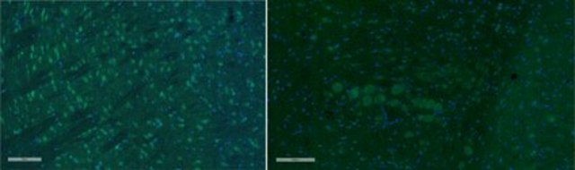 Anti-Olig-2 Antibody, Alexa Fluor&#8482; 488 Conjugate from rabbit, ALEXA FLUOR&#8482; 488