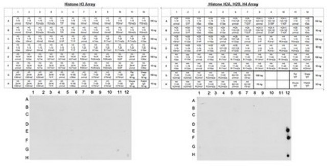 Anti-monomethyl Histone H4 (Lys20) Antibody, Trial Size Upstate&#174;, from rabbit