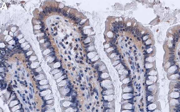 Anti-PDK1 Antibody, clone 1E13 ZooMAb&#174; Rabbit Monoclonal recombinant, expressed in HEK 293 cells