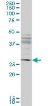 Monoclonal Anti-IFT57 antibody produced in mouse clone 1G8, purified immunoglobulin, buffered aqueous solution